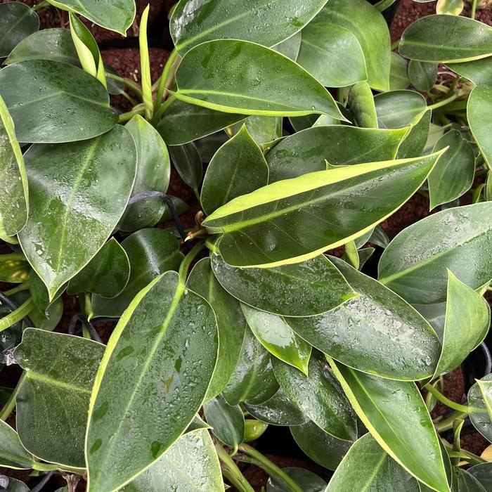Philodendron Moonlight 14"