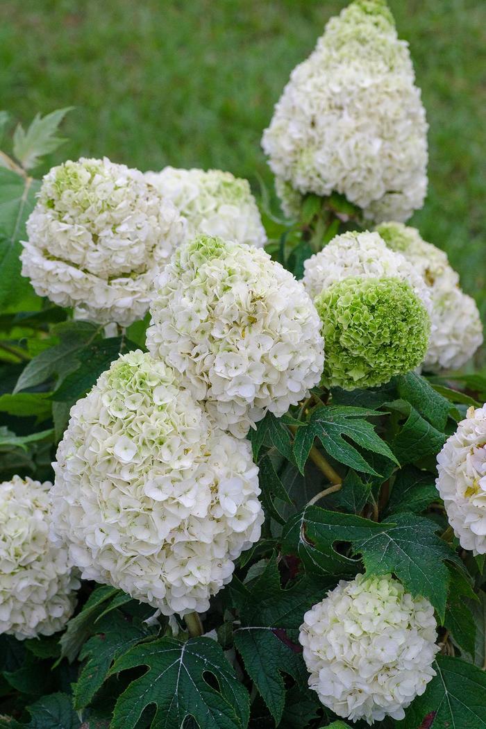 Hydrangea Oakleaf Toy Soldier 3 Gal