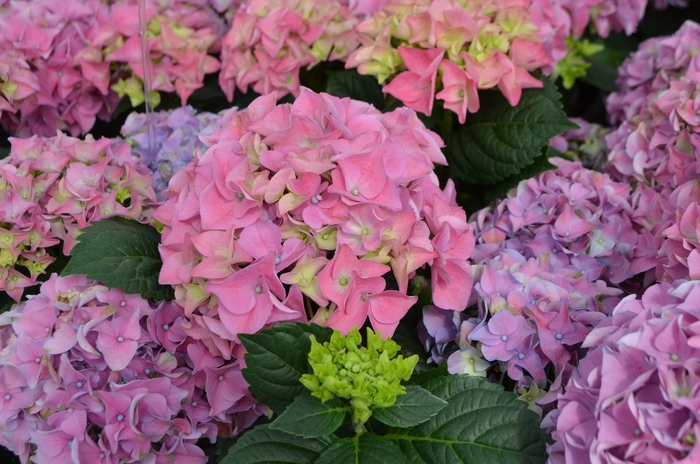 Hydrangea Eclipse 3 Gal