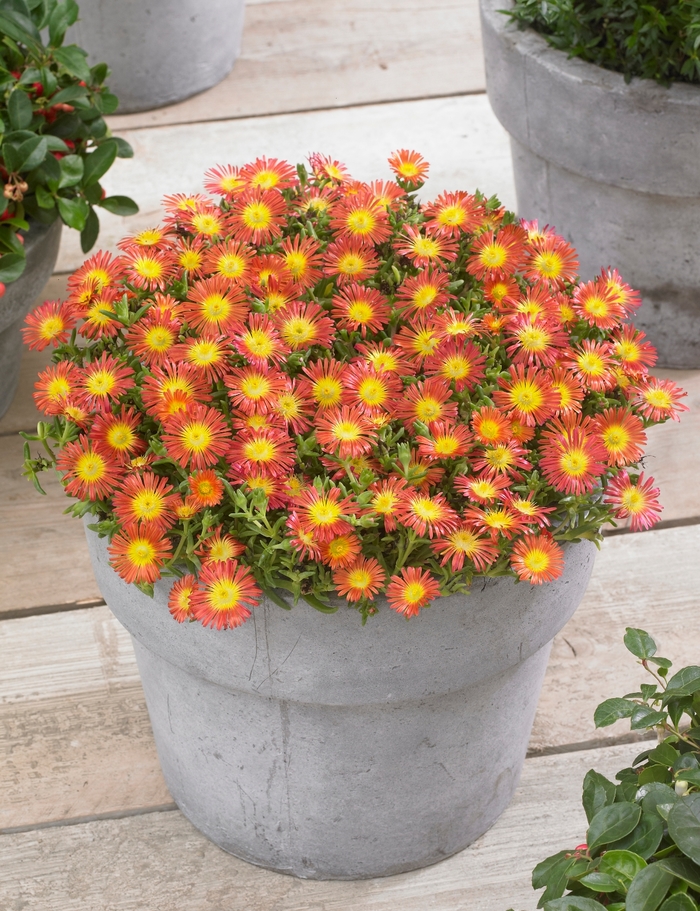 Ice Plant Wheels Of Wonder Golden Quart