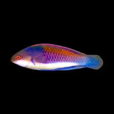 Bluehead Fairy Wrasse