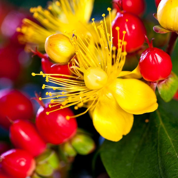 Hypericum Miracle Grandeur 1 Gal