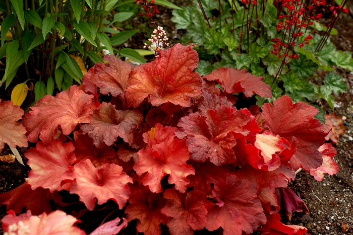 Coral Bells Shanghai 8''