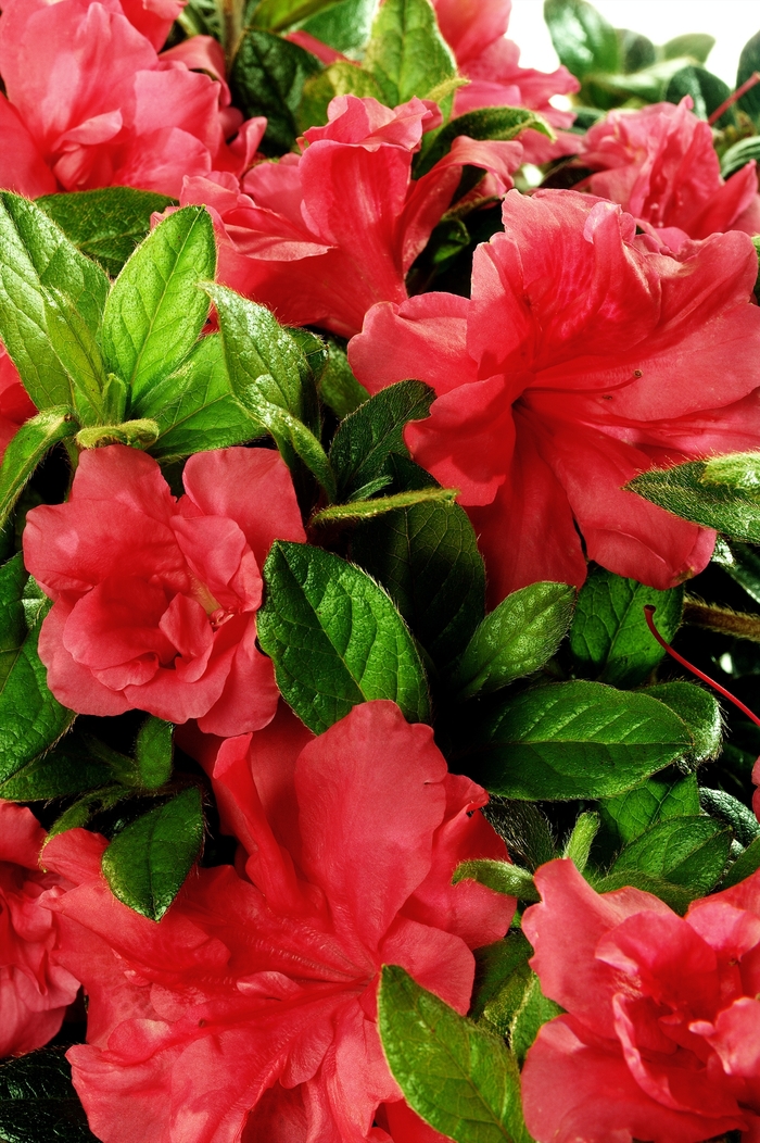 Azalea Encore Autumn Moonlight 1 Gal