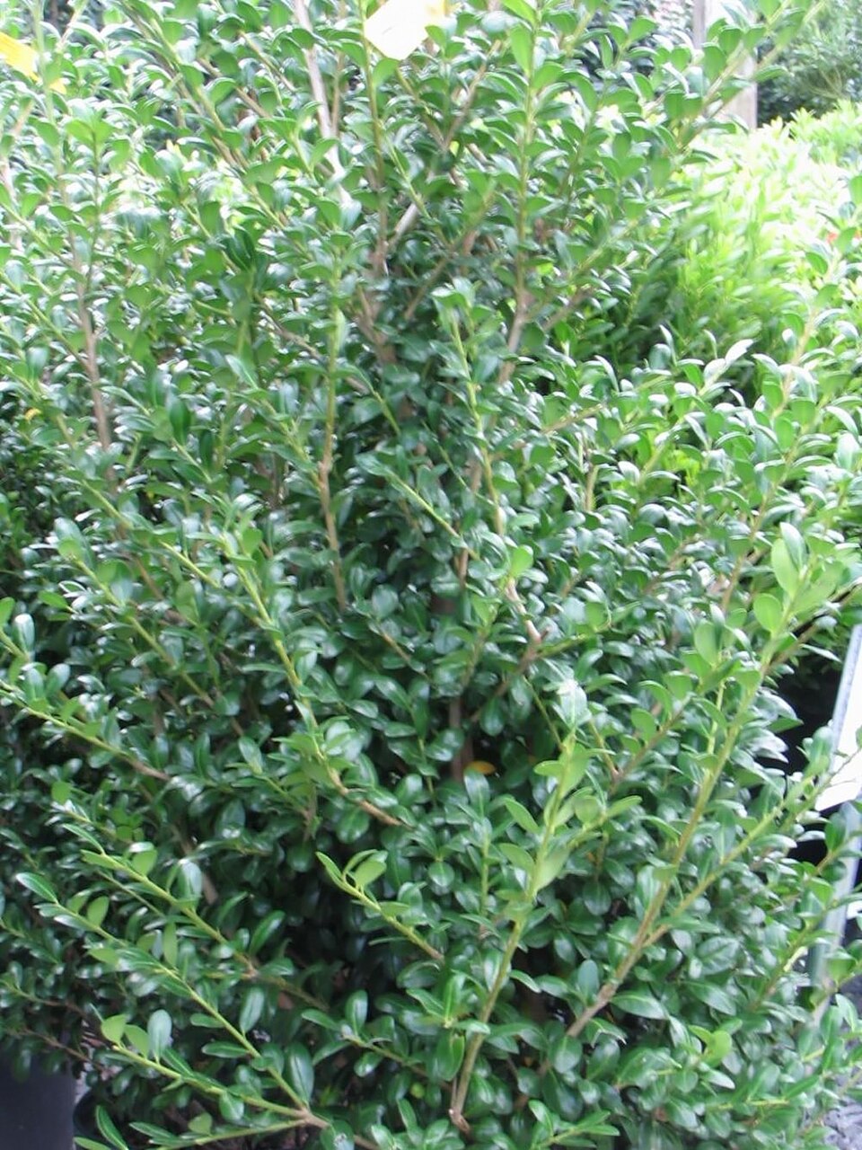 Ilex crenata 'Chesapeake'