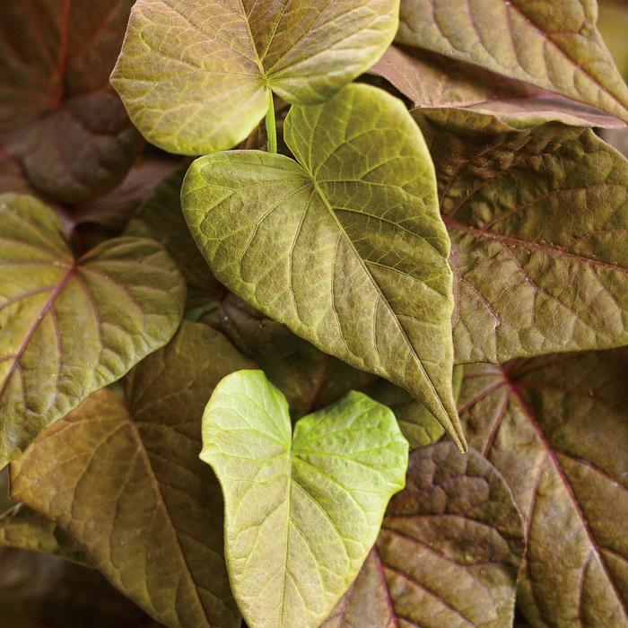Sweet Potato Vine Carolina Swheart Shadowstorm Quart