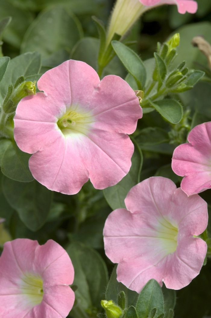 Petunia Vista Scarlet Quart PW