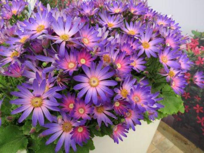 Pericallis Senetti Magic Bicolor 8"