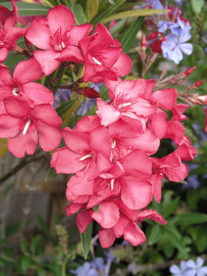 Oleander Dwarf Pink 3 Gal