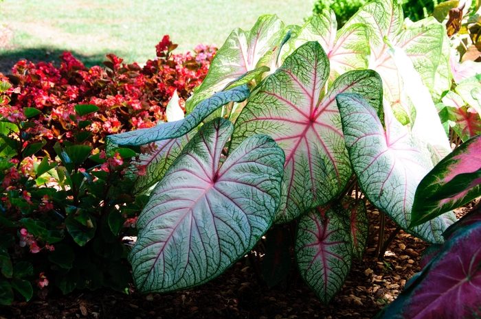Caladium Strap White Pearl 7.5"