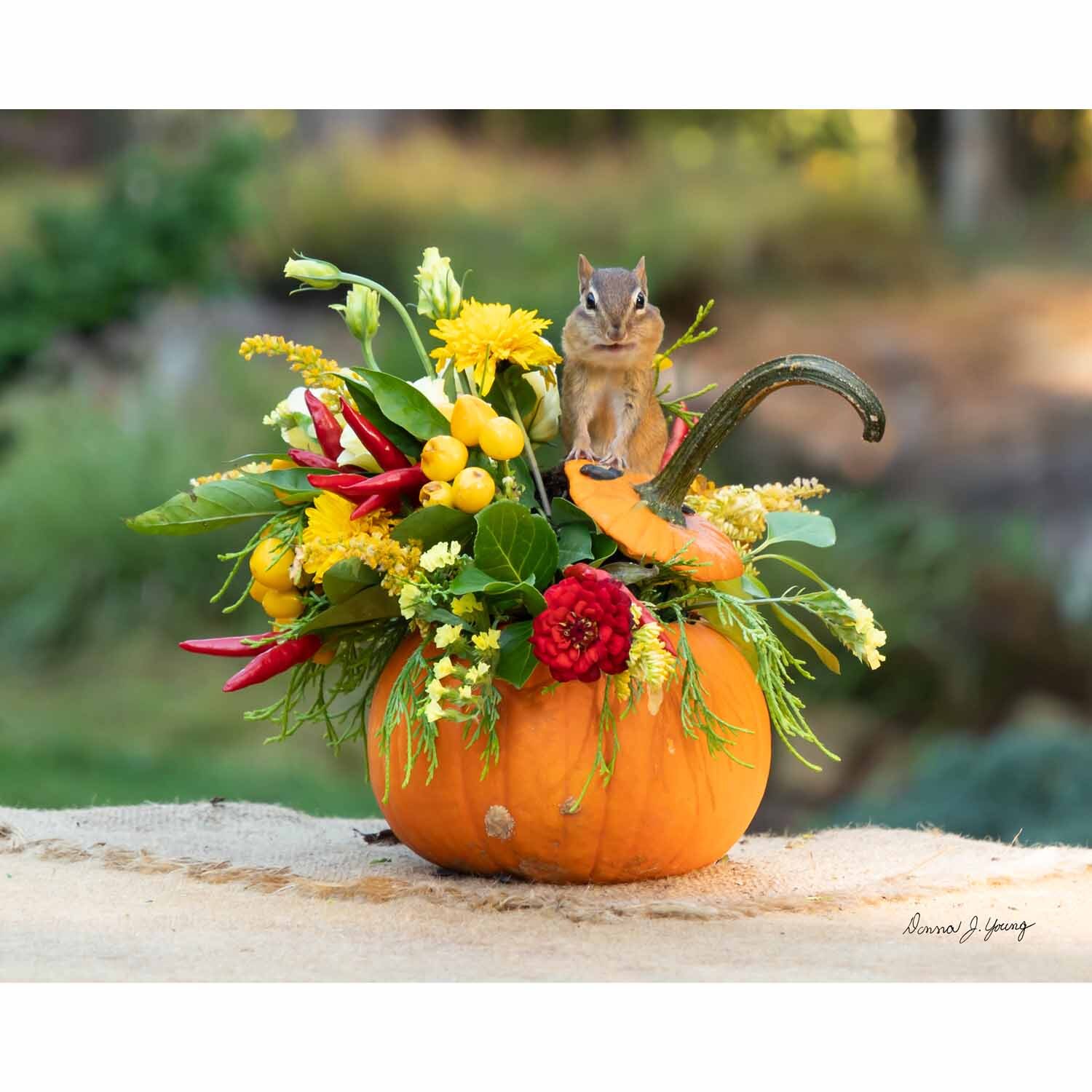 Pumpkin Delights