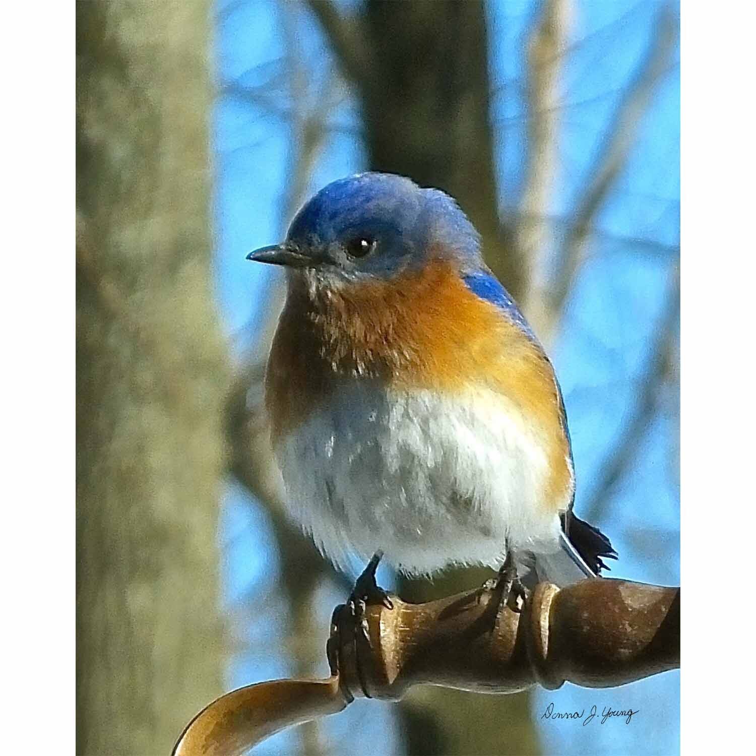Fluffy Bluebird