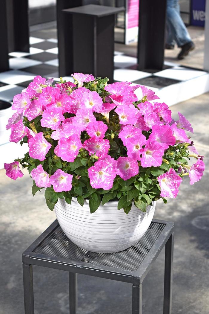 Petunia Splash Dance Violet Vouge Quart