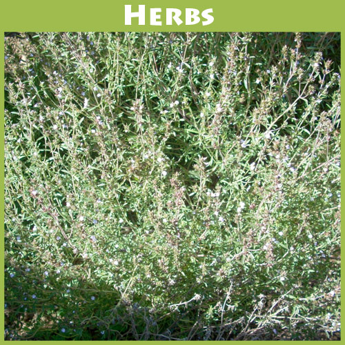 Summer Savory
