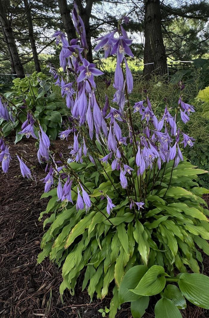 Hosta Patriot 1 Gal