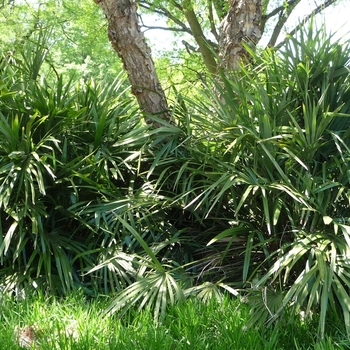 Palm Needle 15 Gal