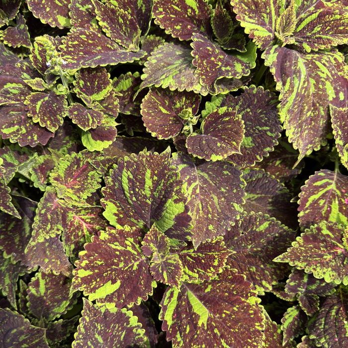 Coleus Sun Main St Rodeo Dr 6"