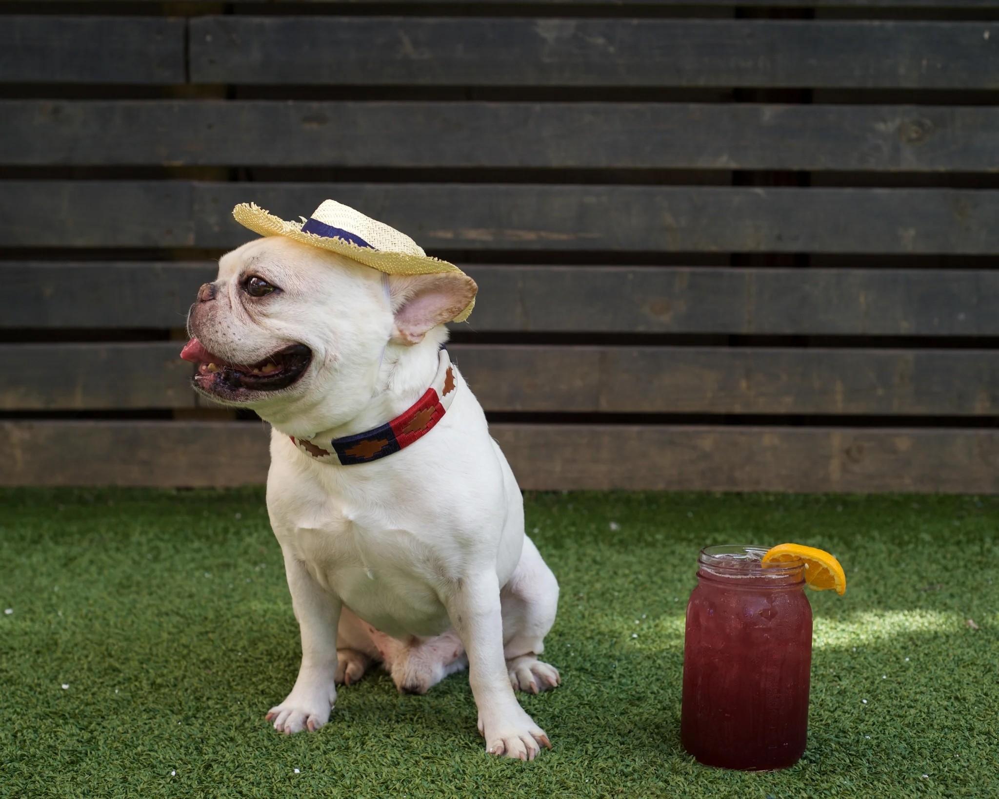 Zilker Belts - Willie Dog Collar