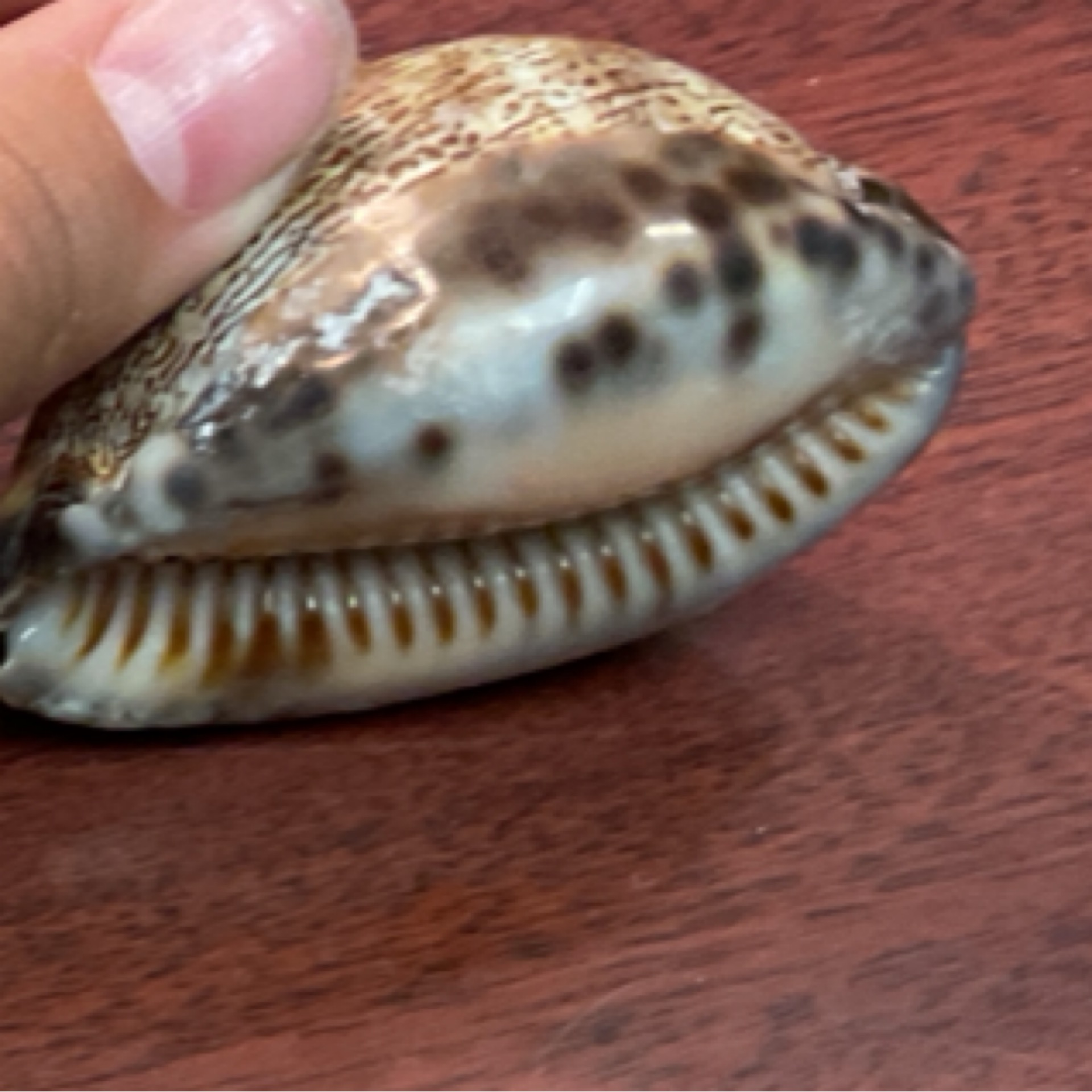 Shell