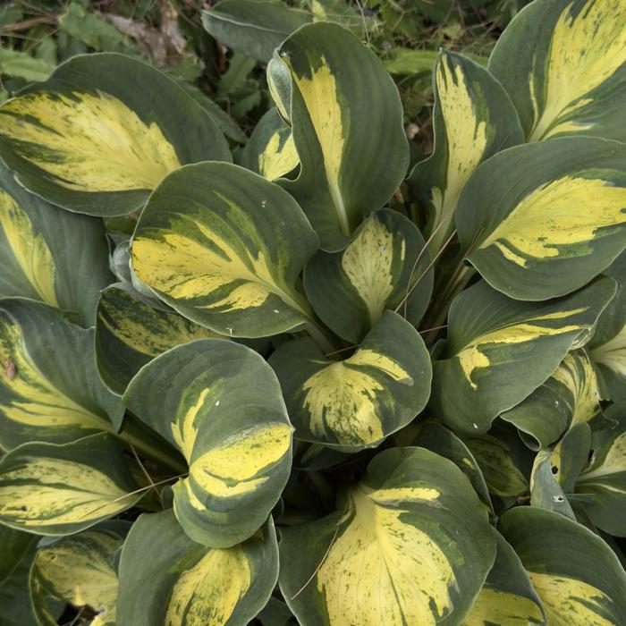 Hosta Assorted 3 Gal