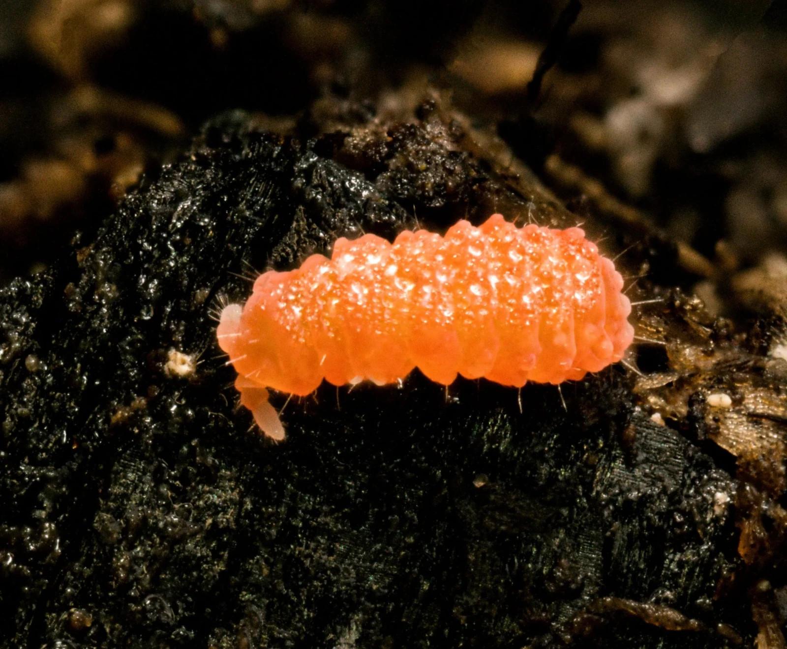 Orange Springtails - 50ml tub - Approx 10+ Clean Up Crew - Bioactive Terrarium