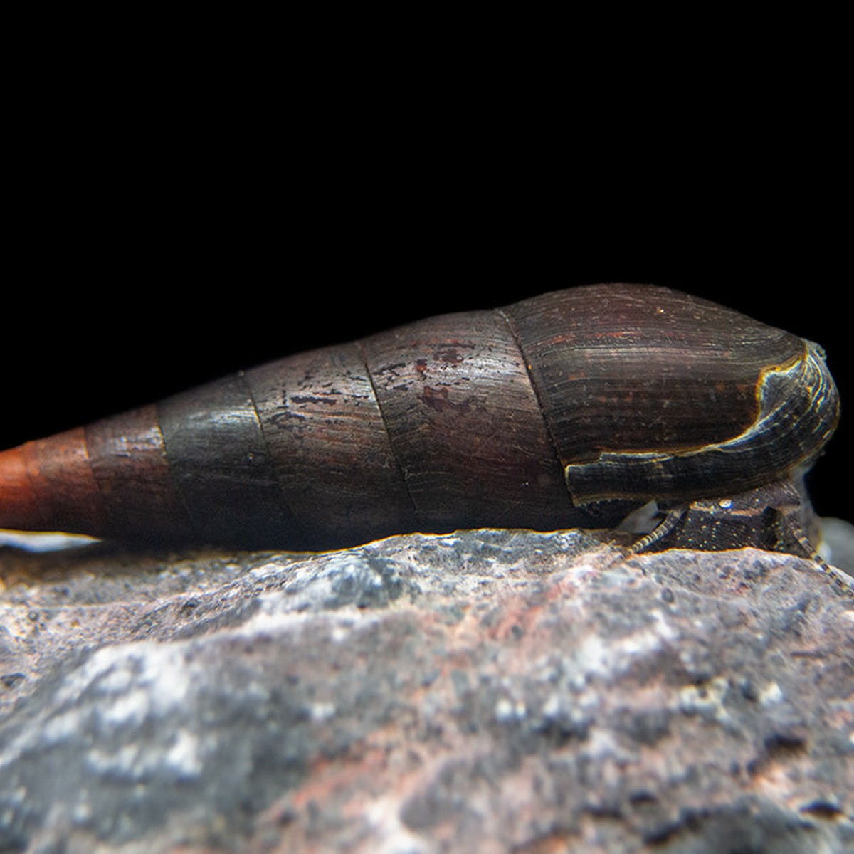 Black Devil snail