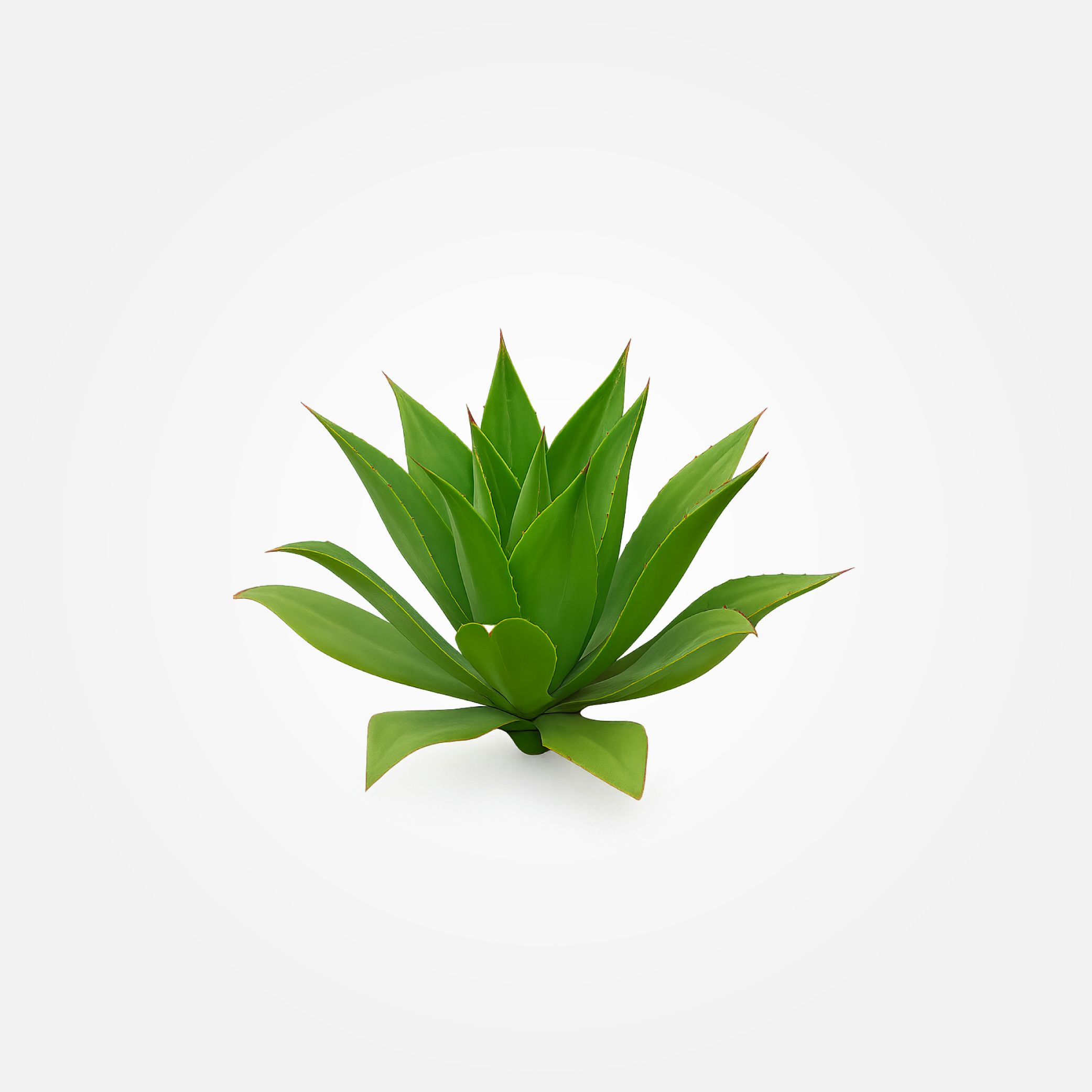 #Agave