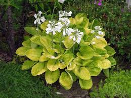 Maui Buttercups Hosta