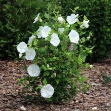 White Angel Rose of Sharon (Althea) (Hibiscus), 2 gallon