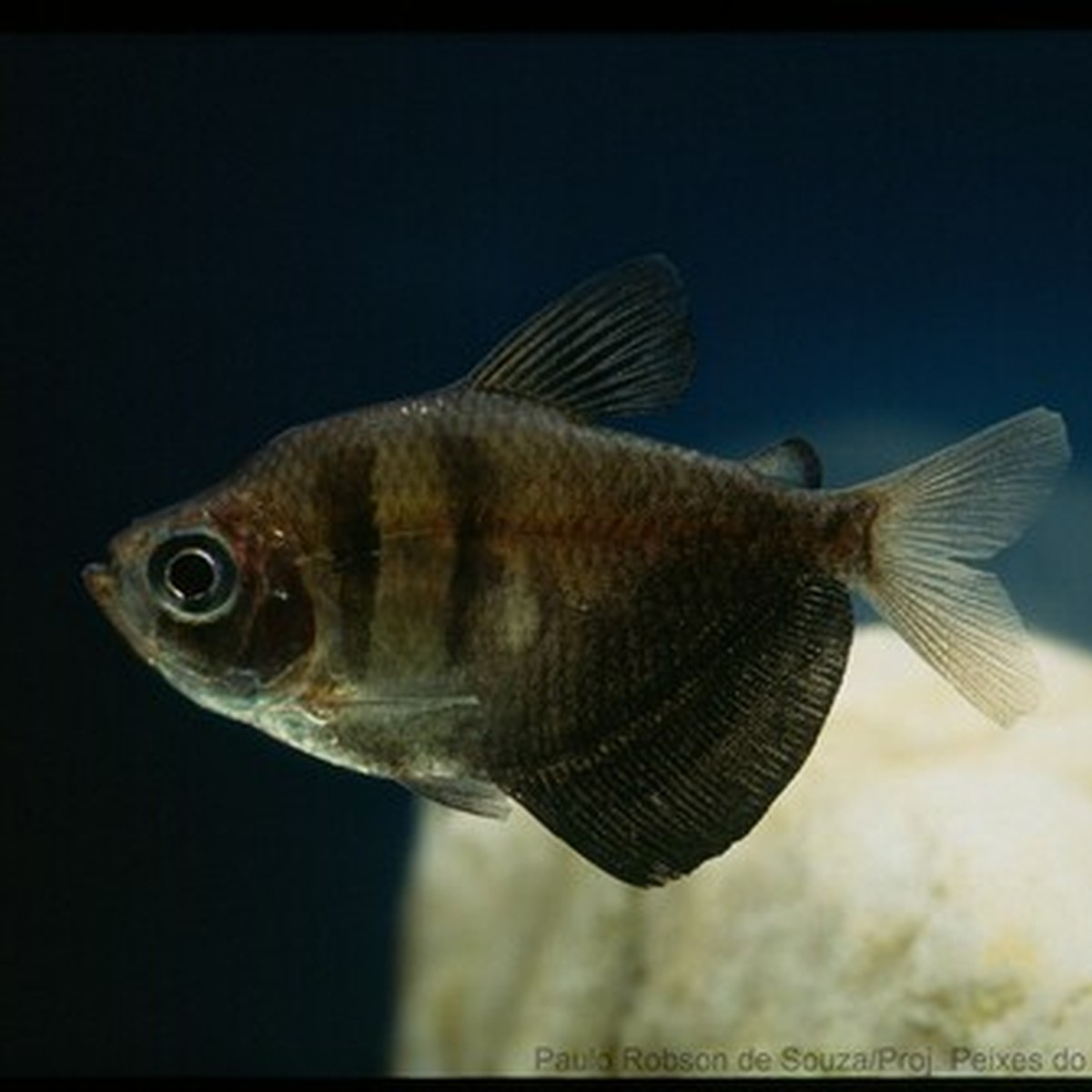 Black Skirt Tetra