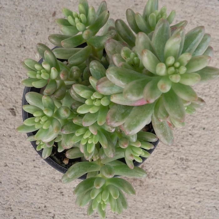 Sedum Angelina 1 Gal