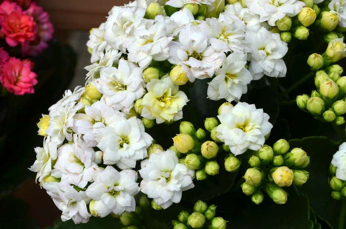 Kalanchoe FlapJacks 1 Gal