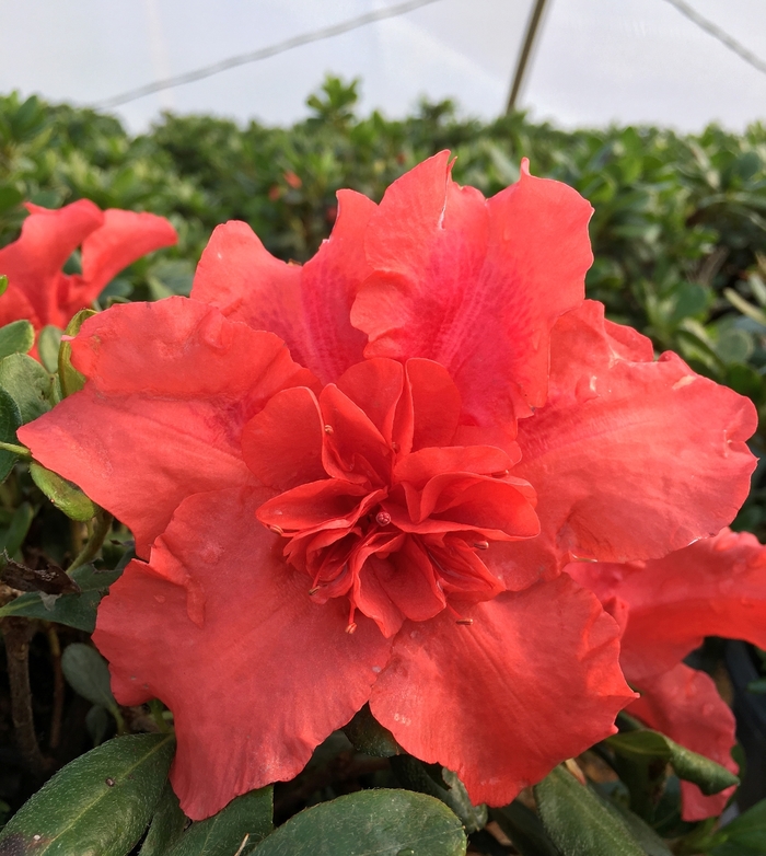 Azalea Pink Adoration 3 Gal