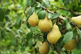 Kieffer Pear (Pyrus), 5 gallon