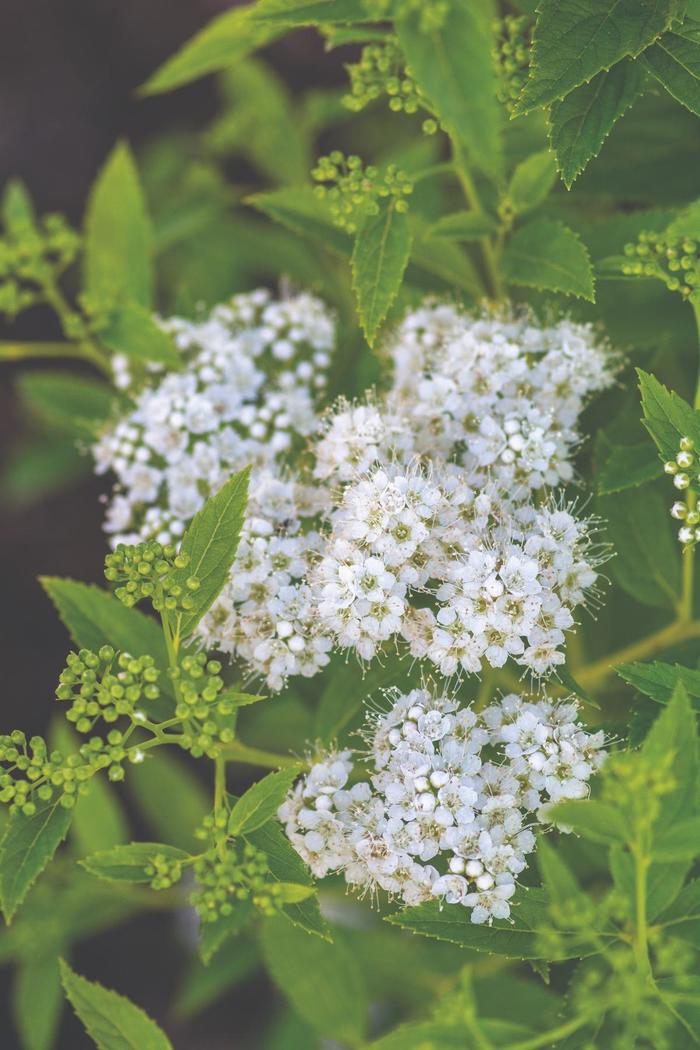 Spirea Empire Northern Light 3 Gal