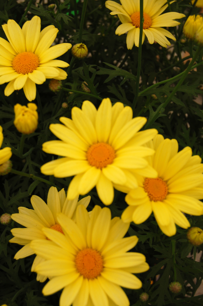 Marguerite Daisy Golden Butterfly 1 Gal PW