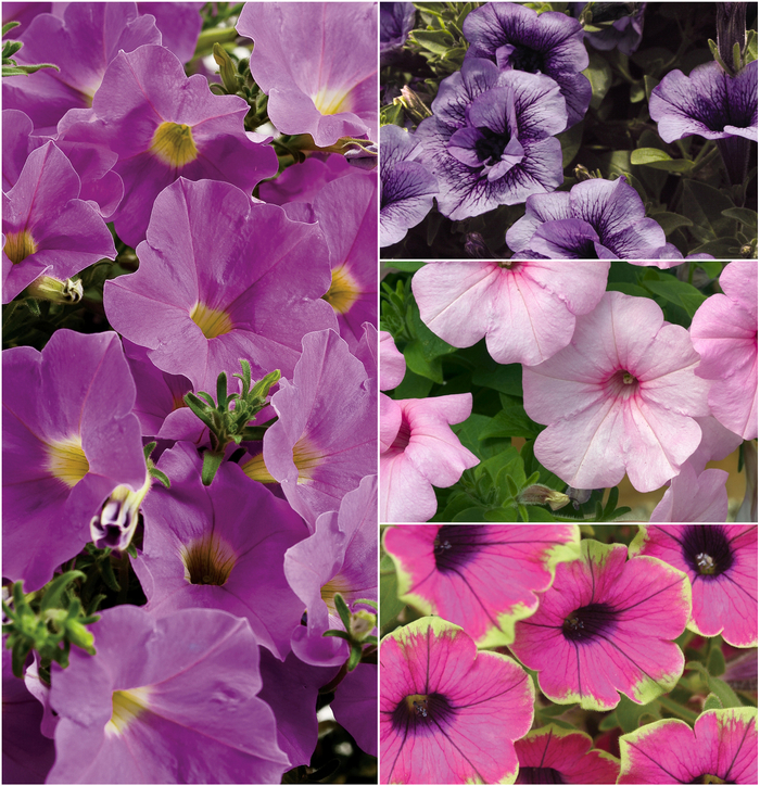 Petunia Bermuda Beach Imp Quart PW