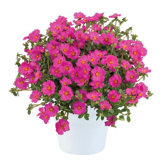 Purslane Pazzaz Nano Gold Quart