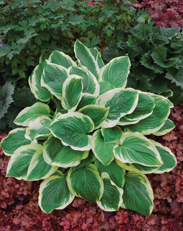 Hosta Sagae 1 Gal