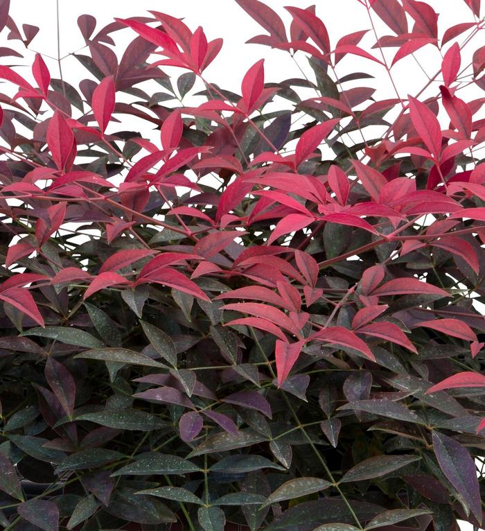 Nandina Gulf Stream 1 Gal