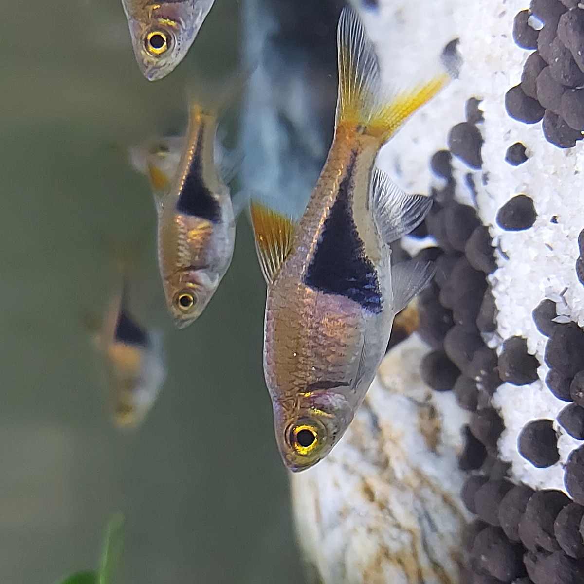 Harlequin Rasboras