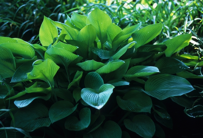 Hosta Gold Standard 1 Gal