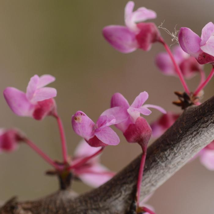 Redbud Pink Pom Poms 7 Gal
