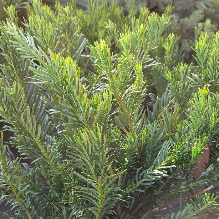 Japanese Plum Yew Upright 2 Gal