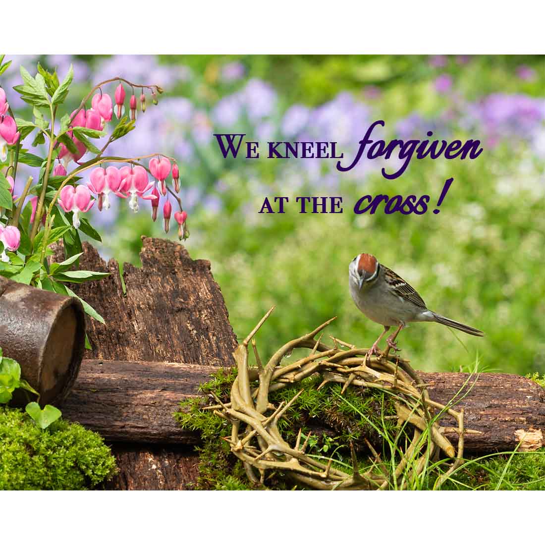 We Kneel Forgiven (Sparrow)