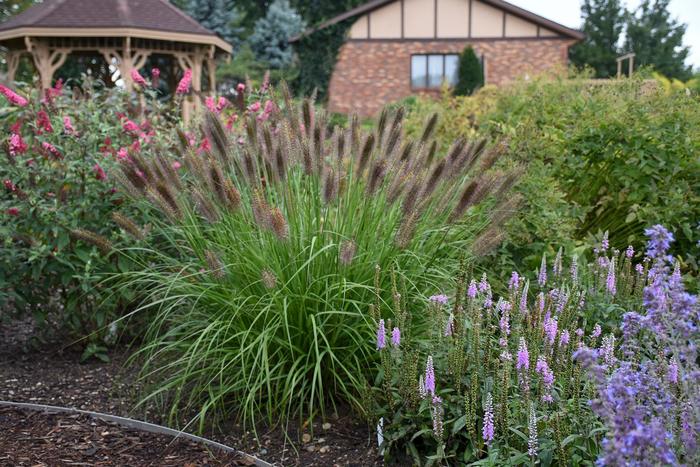 Red Head Fountain Grass 3 Gal