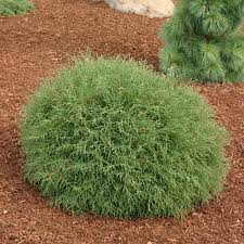 Mr. Bowling Ball Arborvitae (Thuja), 2 gallon