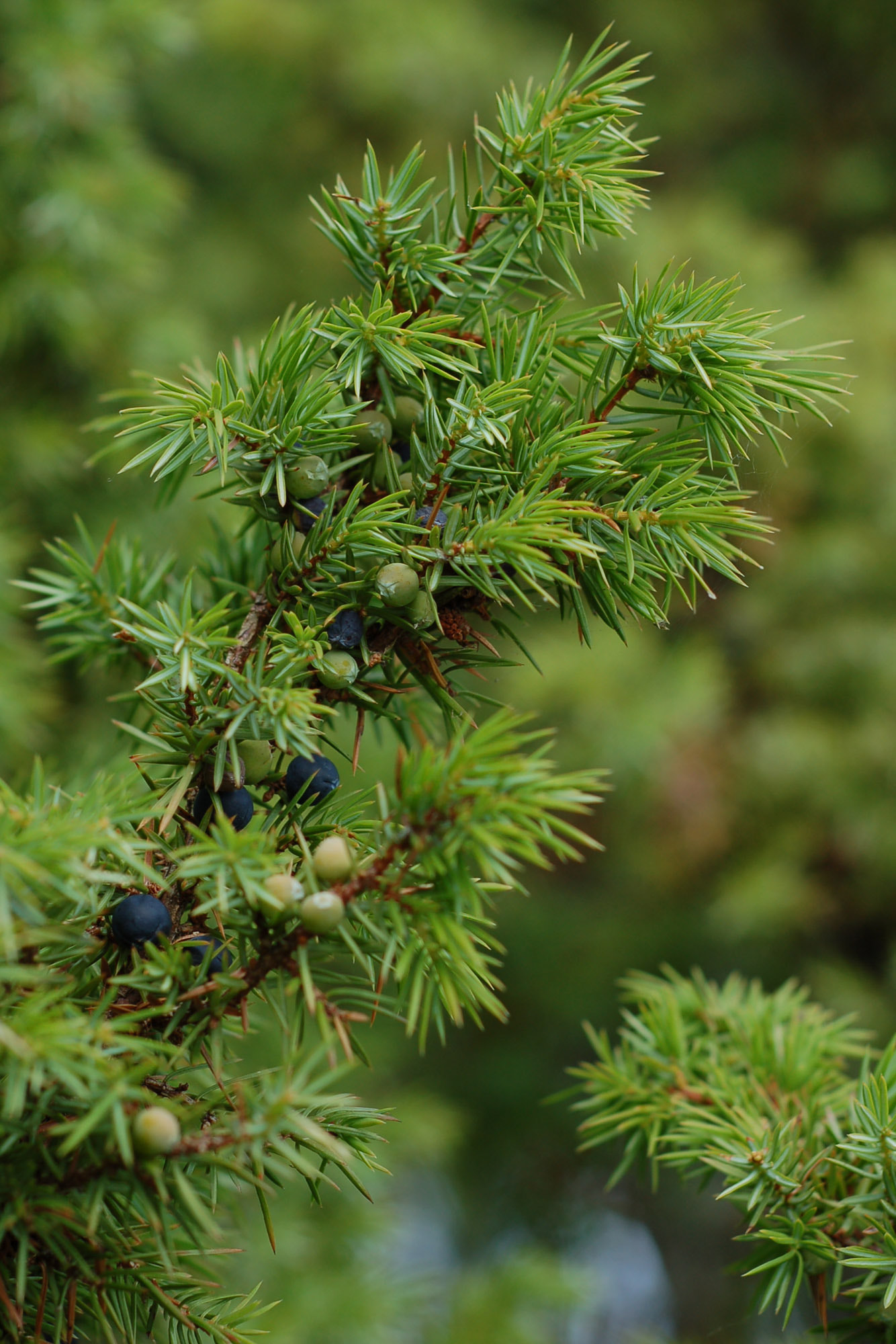 Ground Juniper