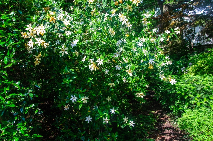 Gardenia August Beauty 7 Gal