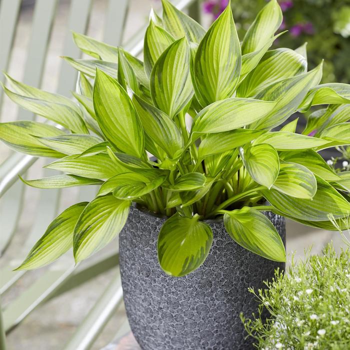 Hosta Beach Boy 3 Gal